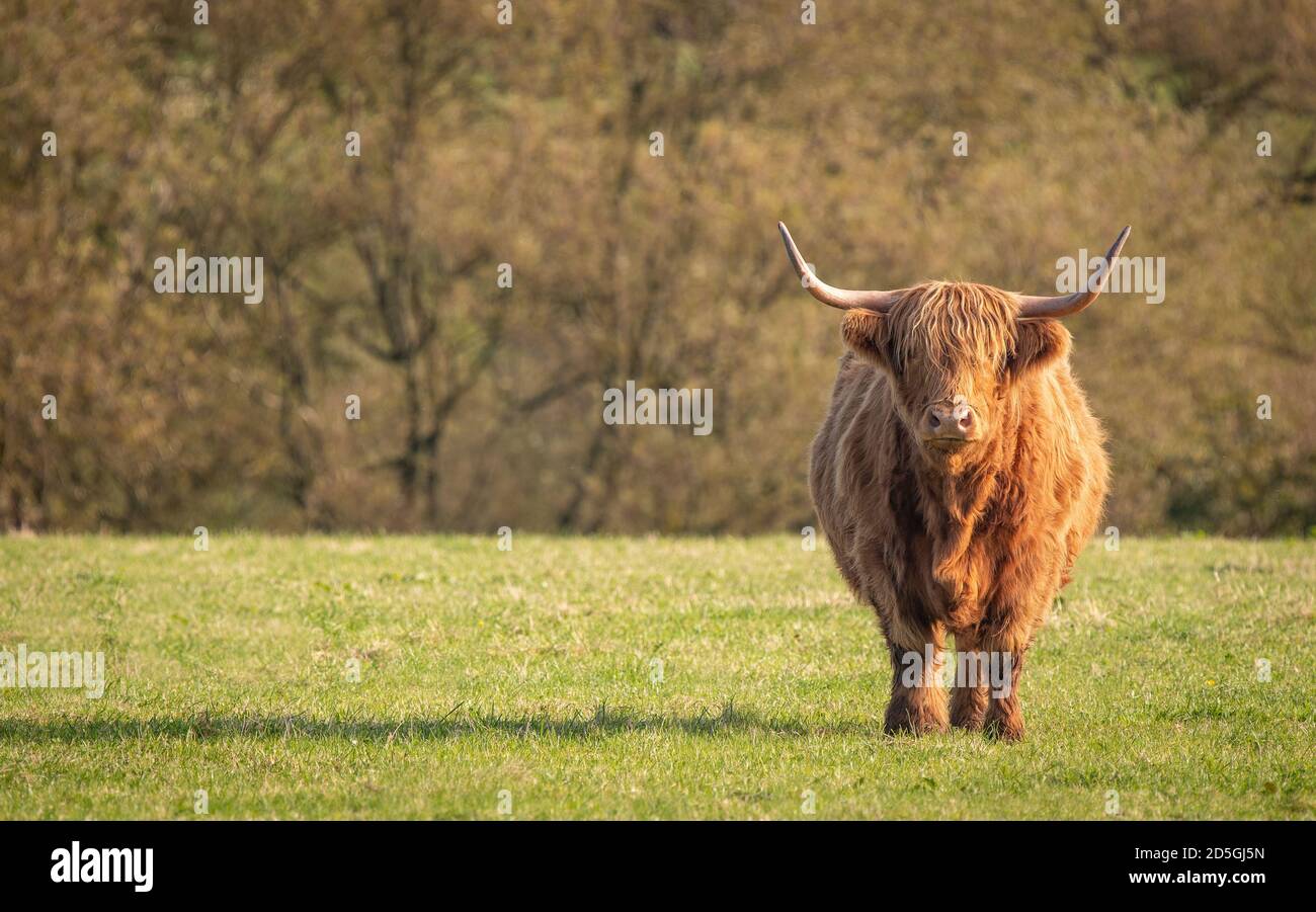 A close up photo of a Highland Cow Stock Photo - Alamy