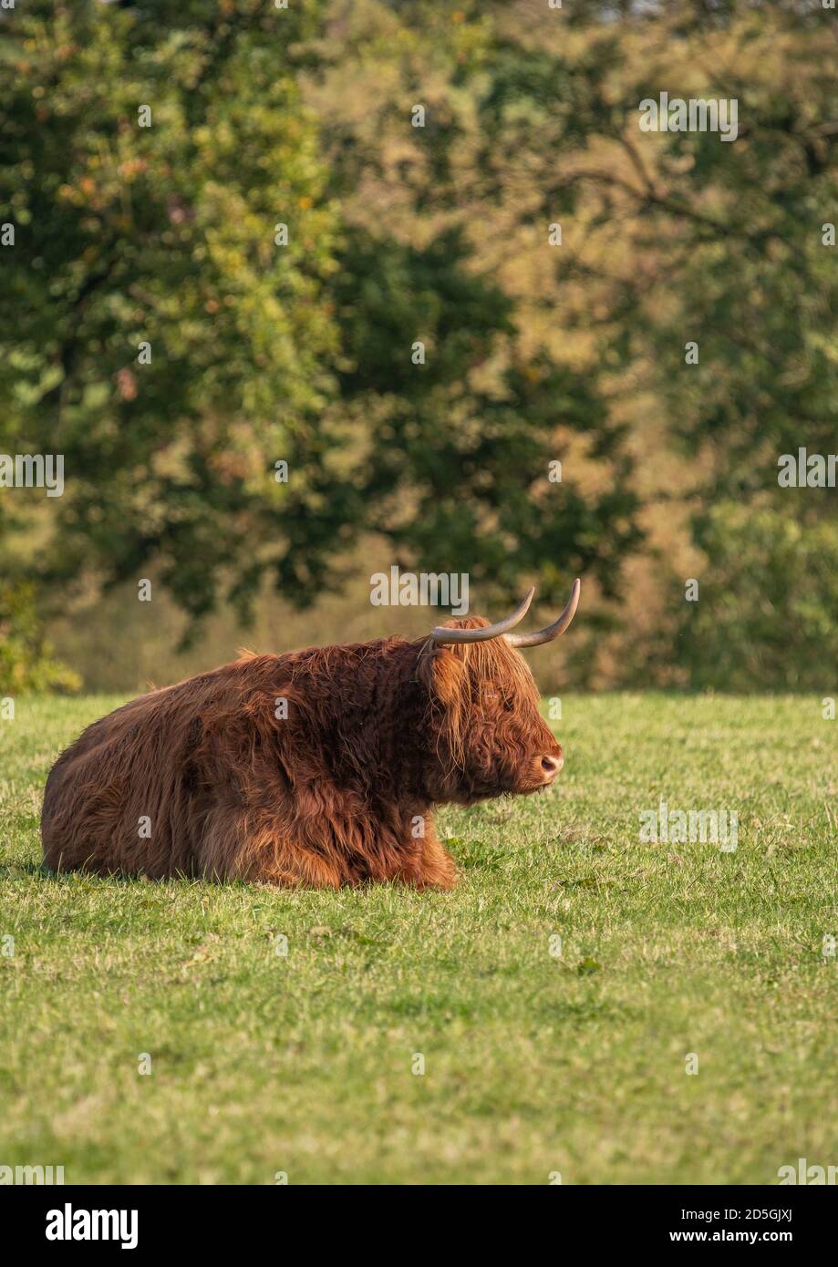 A close up photo of a Highland Cow Stock Photo - Alamy
