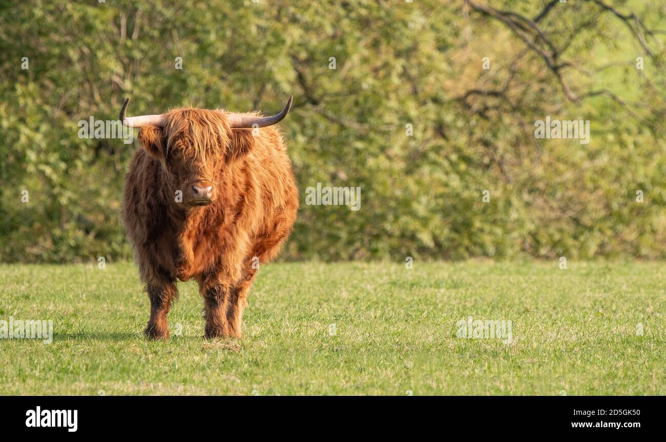 A close up photo of a Highland Cow Stock Photo - Alamy
