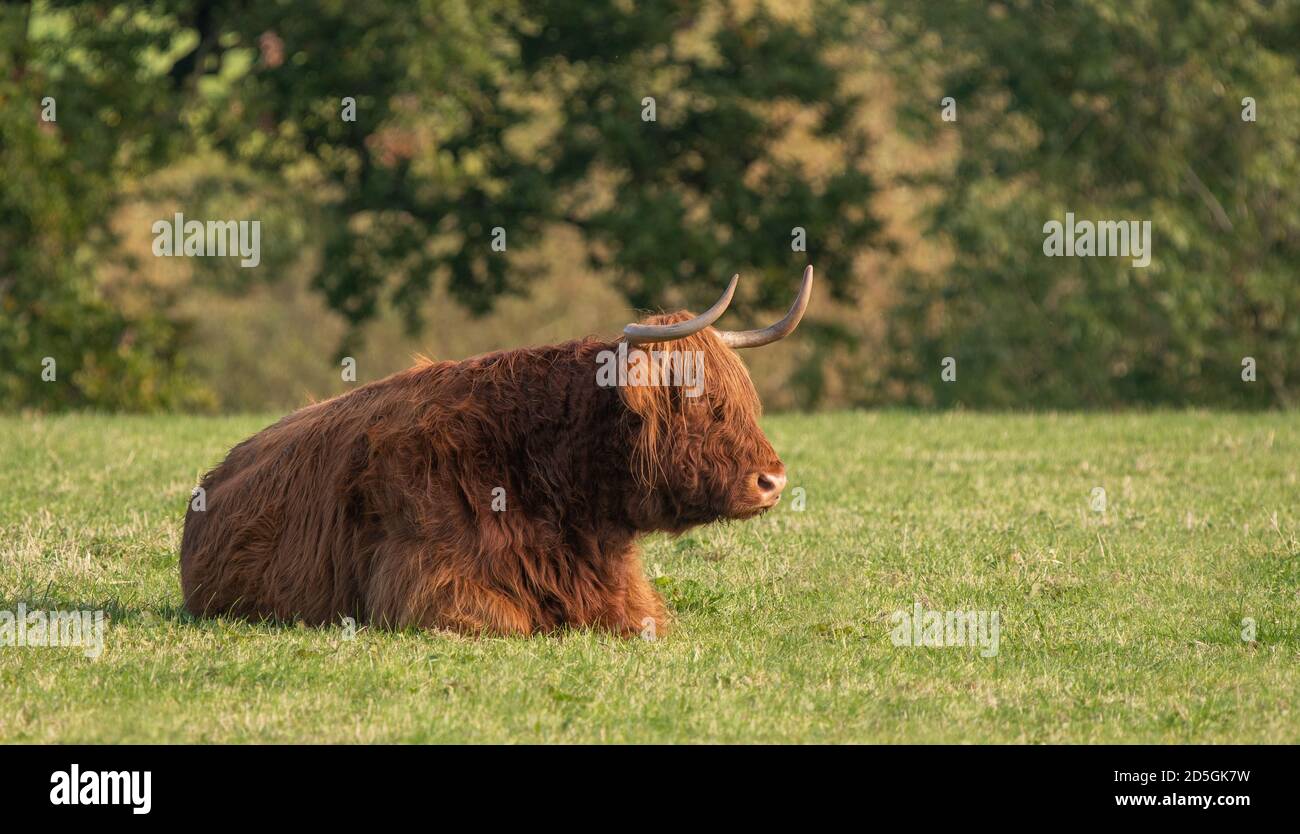A close up photo of a Highland Cow Stock Photo - Alamy