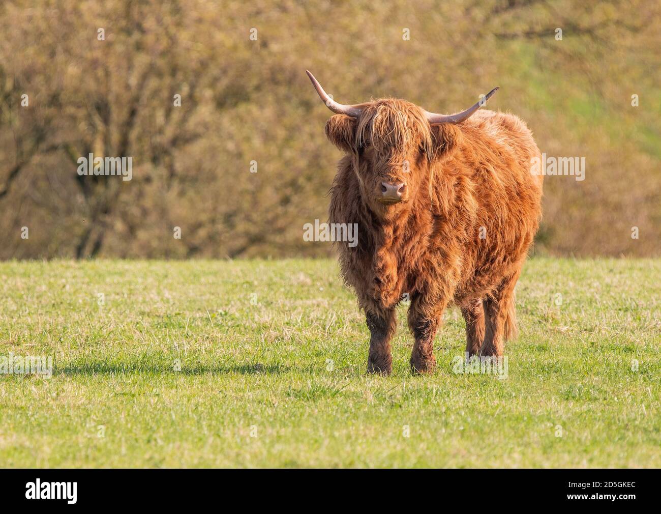A close up photo of a Highland Cow Stock Photo - Alamy