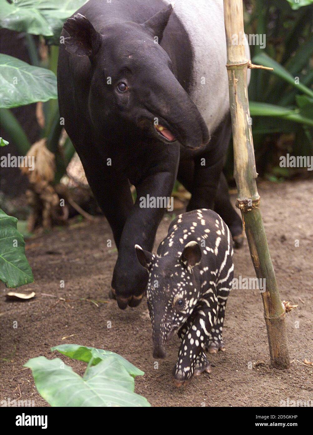 Semangka A Four Week Old Malayan Tapir Enjoys A Walk With Her Mother Denise At Their First Public Appearance At Sydney S Taronga Zoo December 10 Semangka Which Is Malay For Watermelon Is