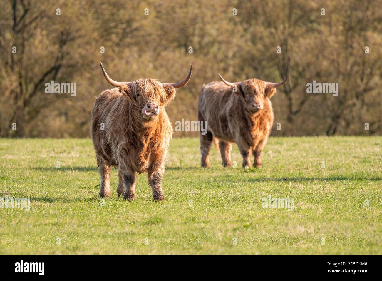 A close up photo of a Highland Cow Stock Photo - Alamy