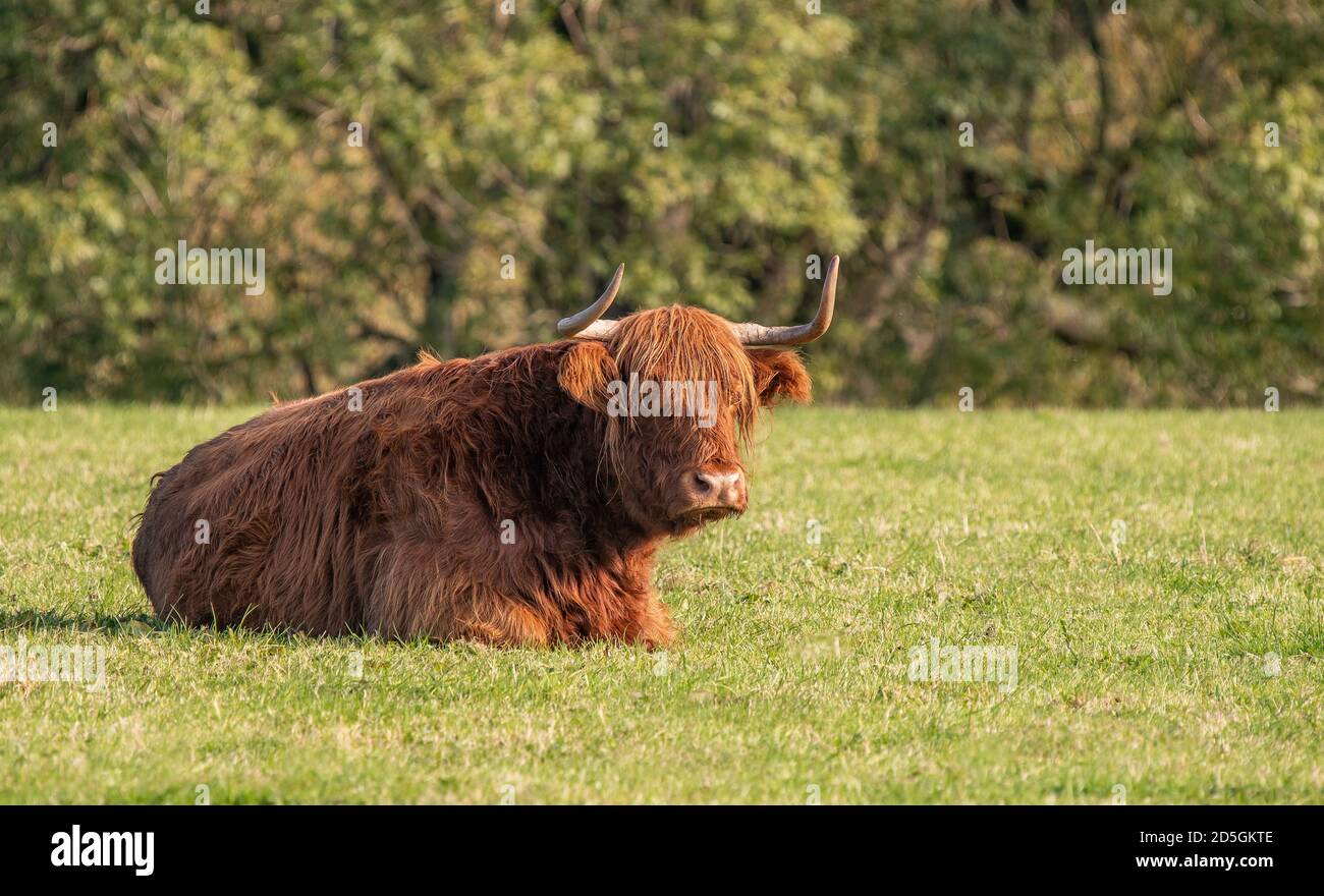 A close up photo of a Highland Cow Stock Photo - Alamy