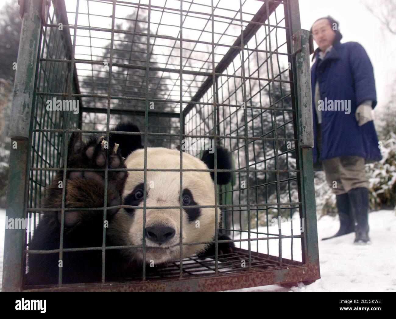 Giant panda, Da Bao peers out of a small cage as he returns from a visit to  the doctor at the Beijing Zoo January 12. Experts say that the giant panda,  a