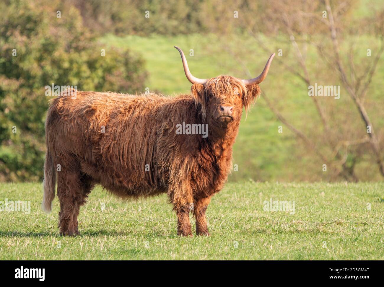 A close up photo of a Highland Cow Stock Photo - Alamy