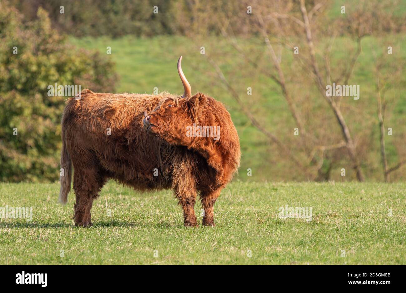A close up photo of a Highland Cow Stock Photo - Alamy