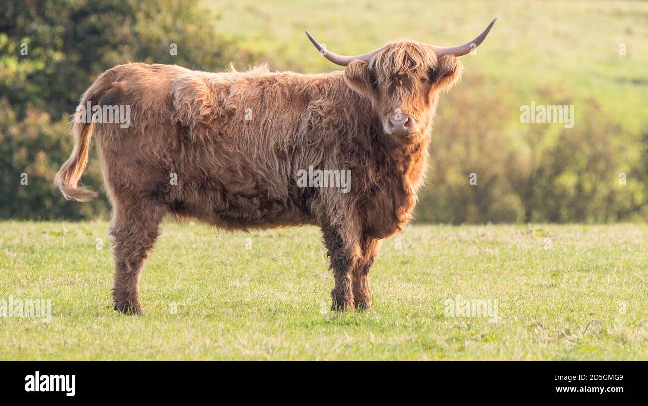 A close up photo of a Highland Cow Stock Photo - Alamy