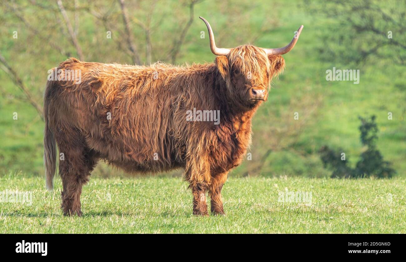 A close up photo of a Highland Cow Stock Photo - Alamy