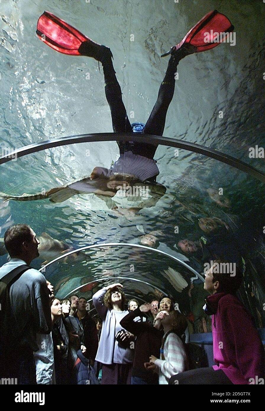 Visitors to the Sydney Aquarium look up at a diver scrubbing the 26  centremetre-thick glass tunnel as a shark swims close-by October 19. The  Open Ocean Oceanarium contains more than  million