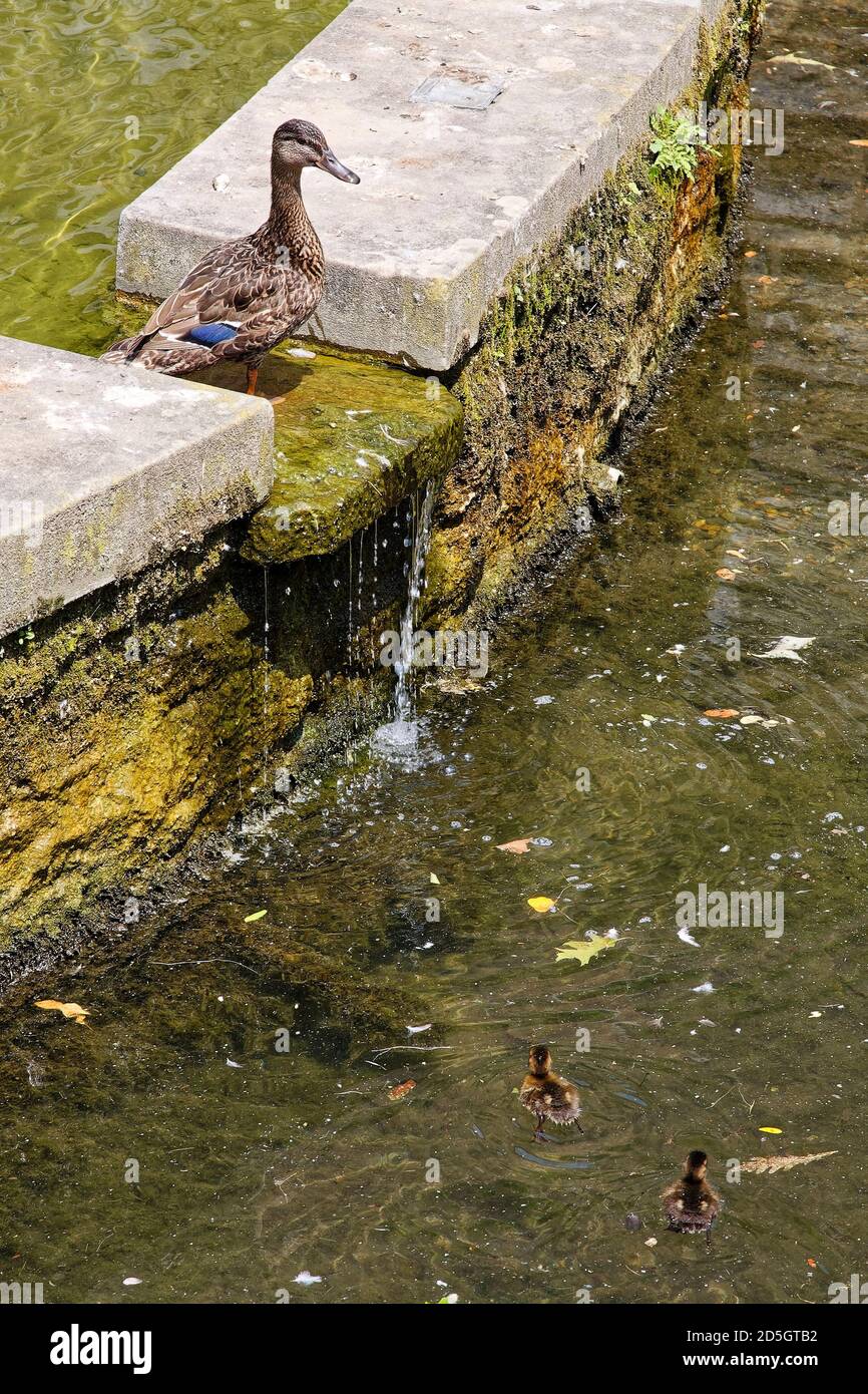 Mallard ducks, mother on ledge, 2 baby ducklings swimming, pond, water flowing, maternal care, wildlife, animals, Lancaster County; Pennsylvania; Will Stock Photo