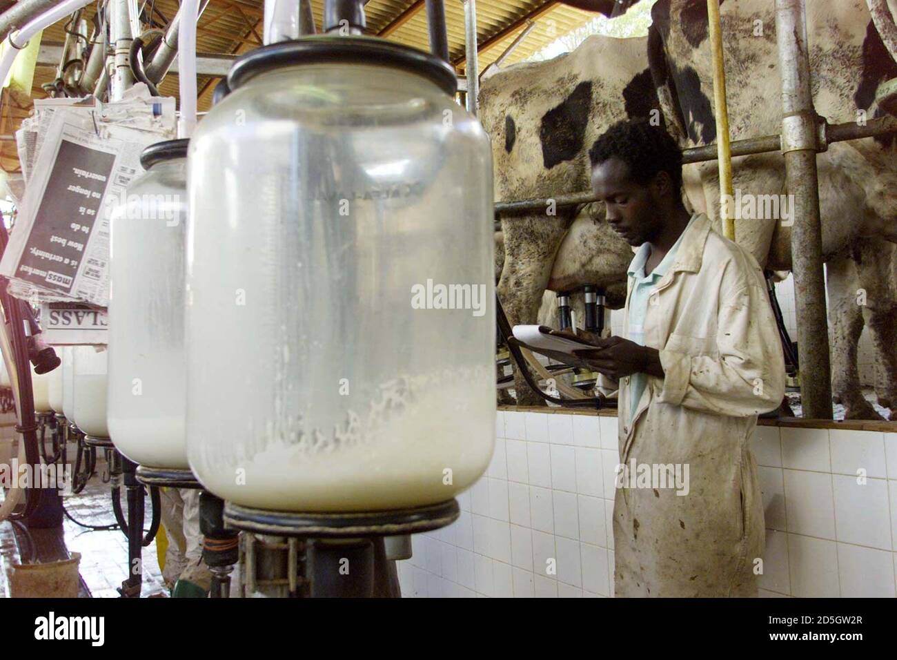 Zimbabwe farm dairy cattle hires stock photography and images Alamy