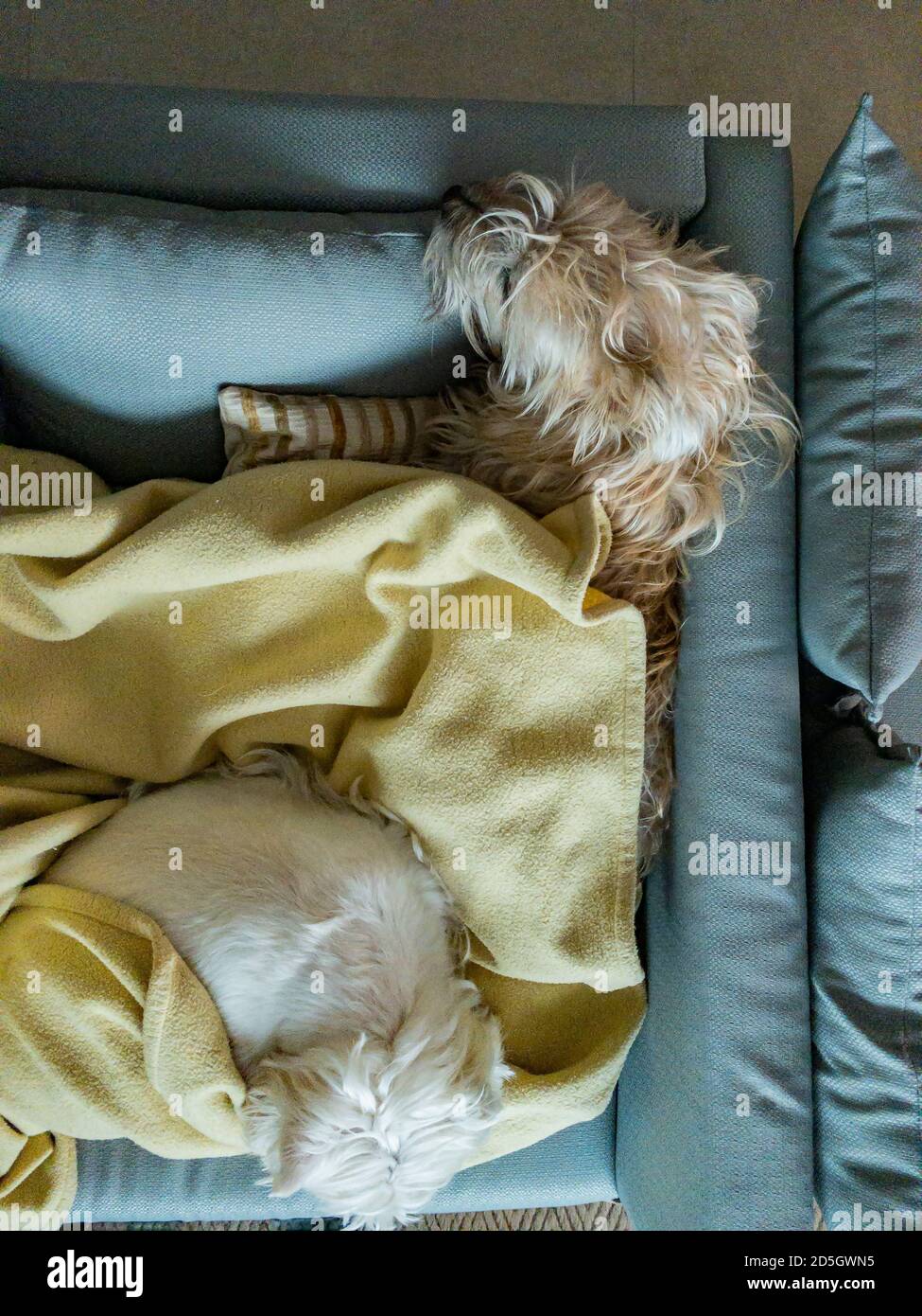 Dog sleeping in his bed Stock Photo Alamy