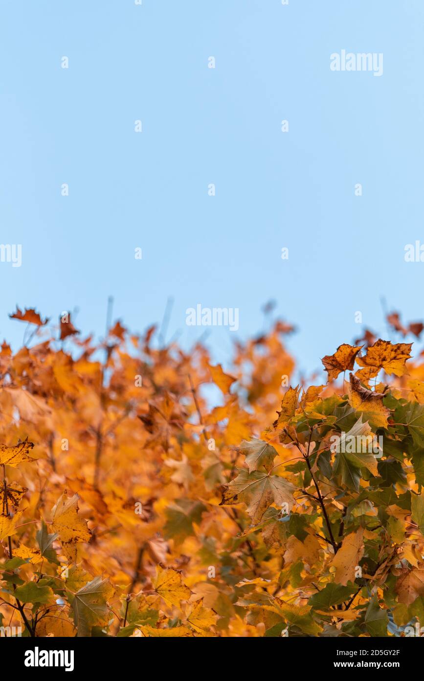 Colorful leaves turning yellow with the onset of autumn Stock Photo Alamy