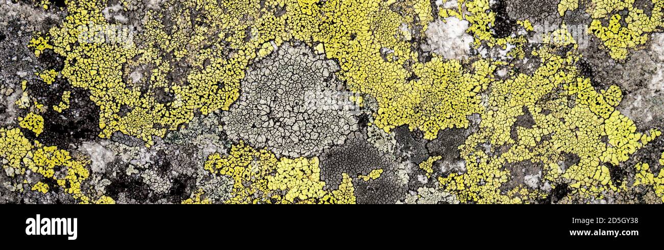 Abstract Background Stone And Moss Texture Yellow And Gray Color Isolated Background Stock Photo Alamy