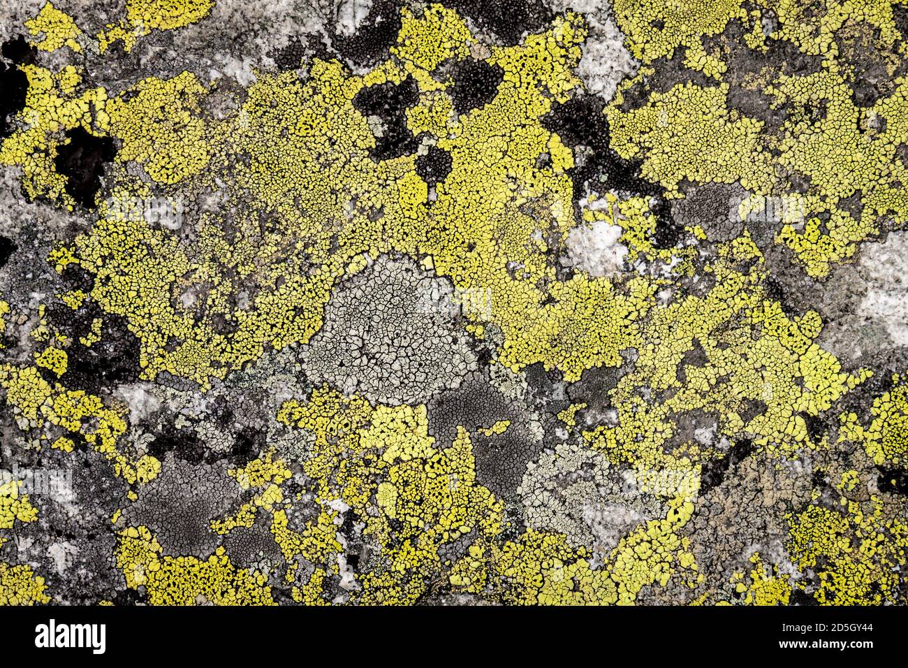 Abstract Background Stone And Moss Texture Yellow And Gray Color Isolated Background Stock Photo Alamy