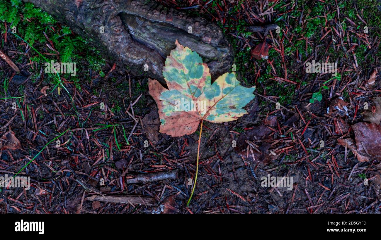 Maple leaf on the flor in  autumn Stock Photo