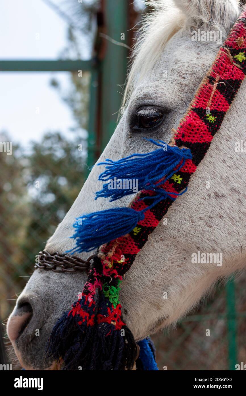 Close up isolated profile portrait of a white carriage horse with an artistic hand woven mouth bit. The mouth bit has triangular patterns in red blue Stock Photo
