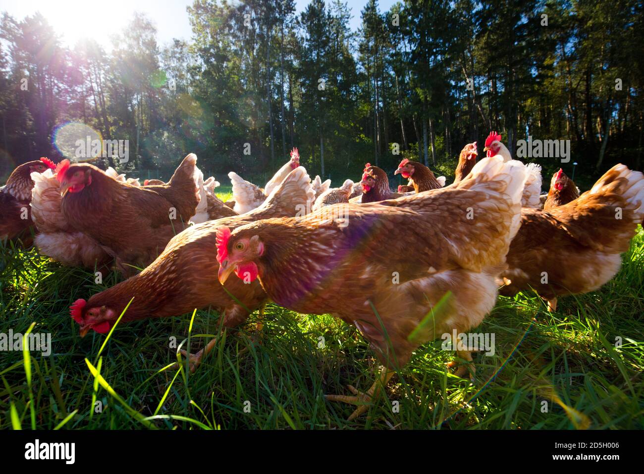 Öko-Legehennen, Grünlandhaltung. Stock Photo