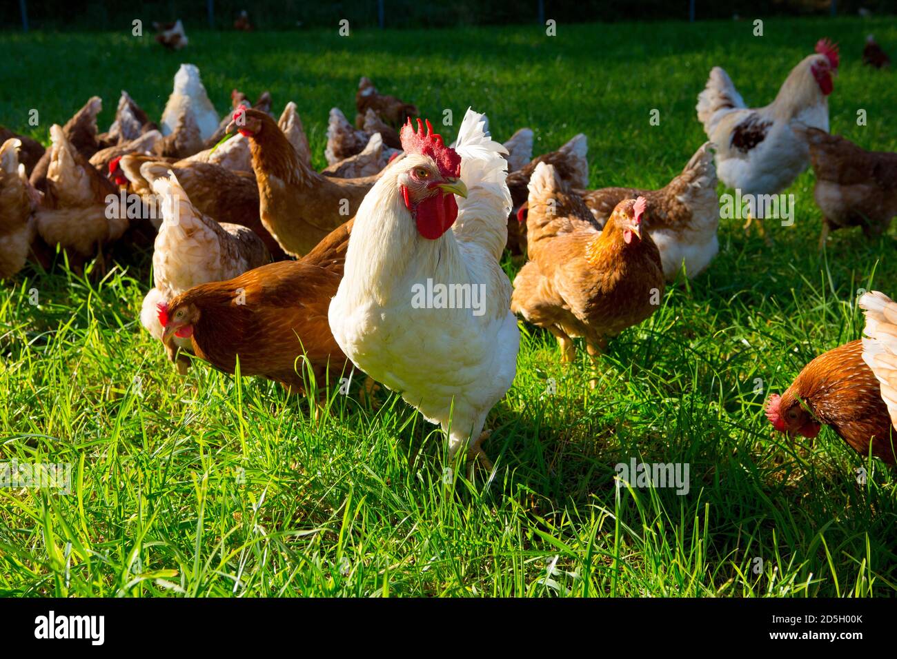 Öko-Legehennen, Grünlandhaltung. Stock Photo