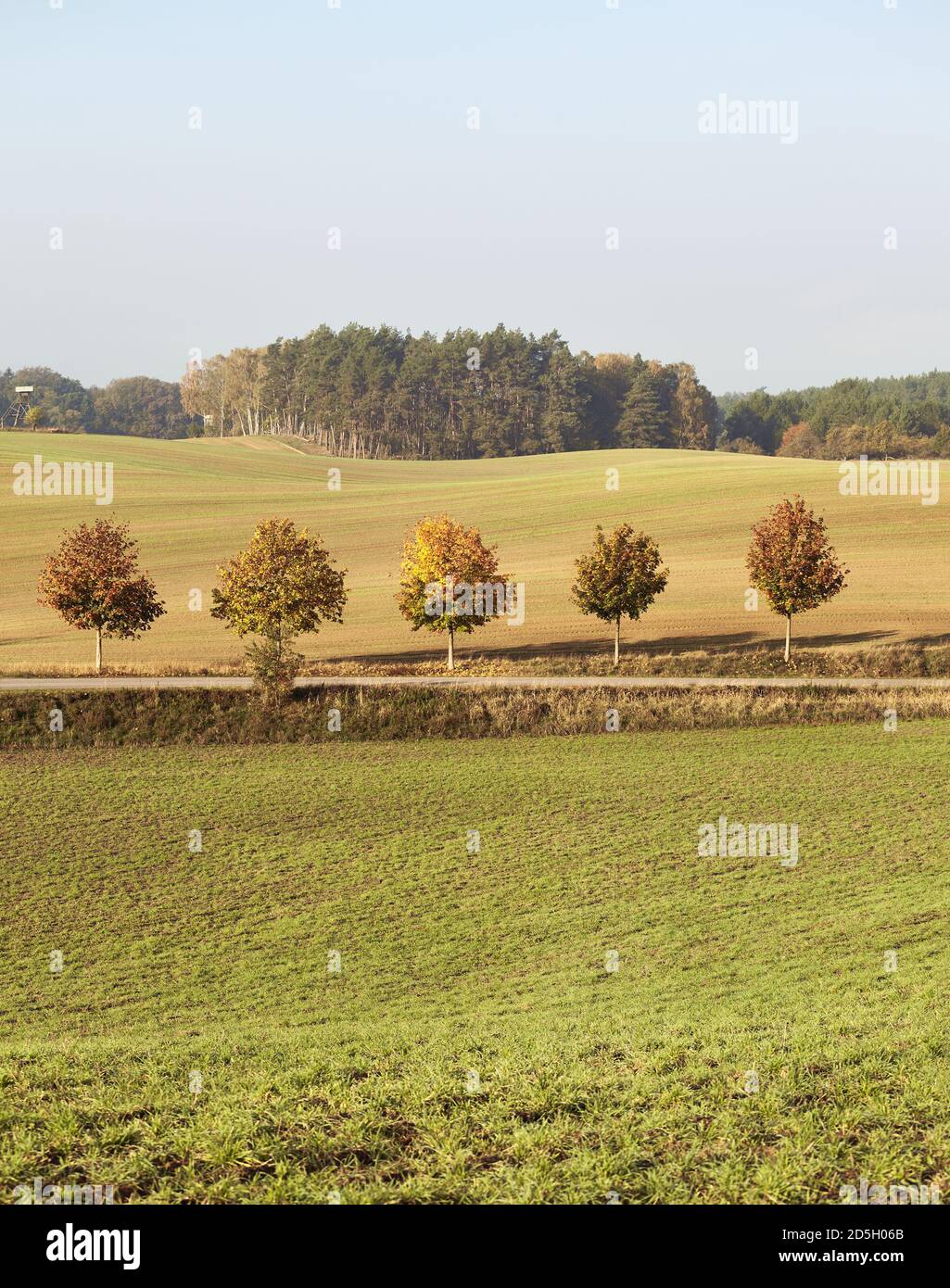 Autumnal landscape row trees hi-res stock photography and images - Alamy