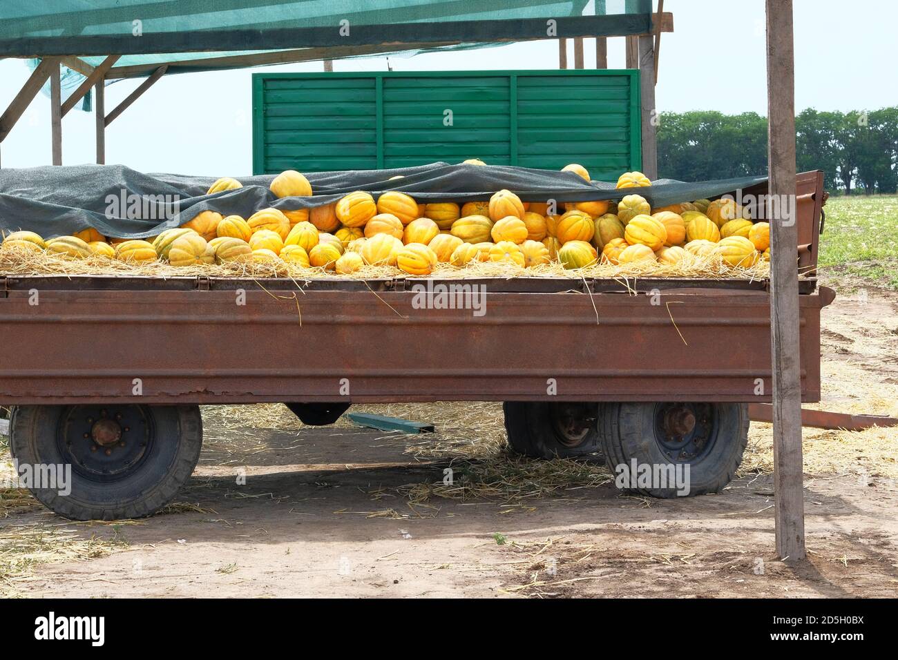 Melons are sold at farmers market after harvest. Healthy eating. Lots of juicy and ripe yellow melons. Stock Photo