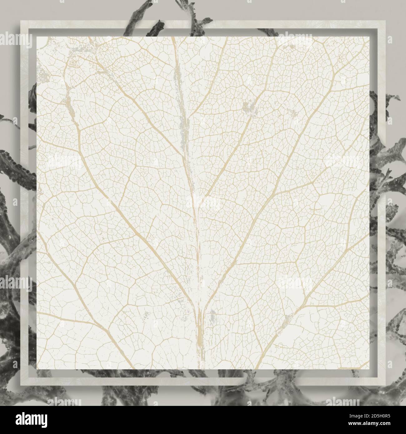 Abstract background illustration of grey moss with white leaf veins silhouette square copy space in the center Stock Photo