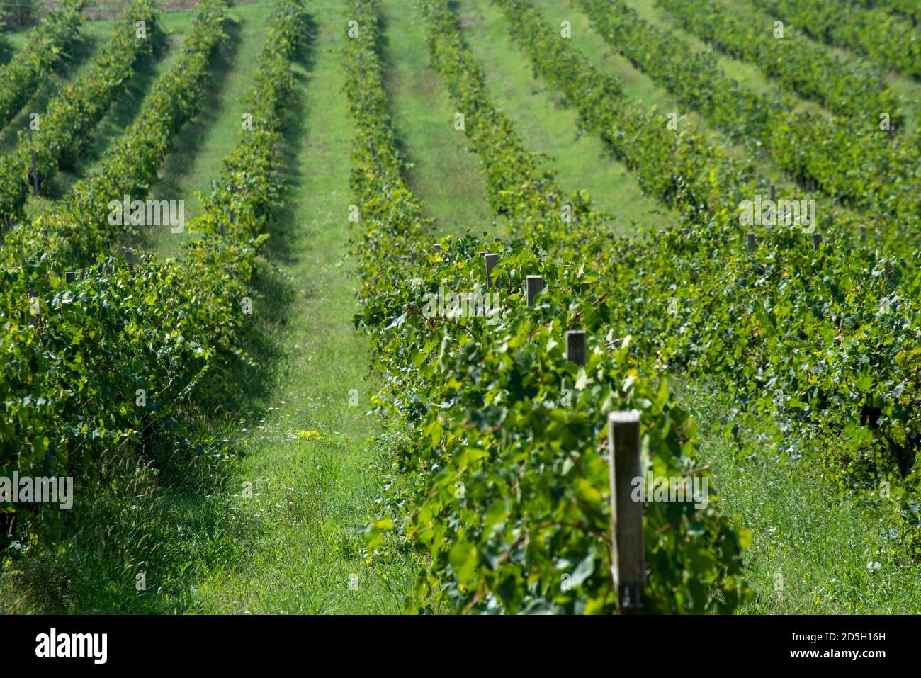 Panorama with vineyards for the production of Italian wine Stock Photo