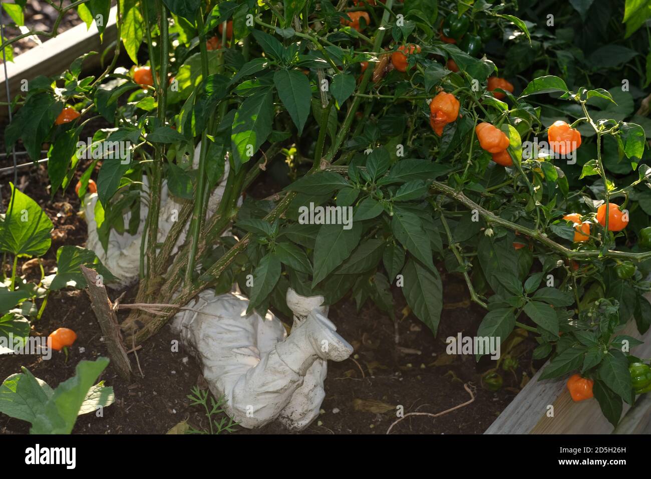Urban Garden with Vegetables, Flowers, Halloween, for a Variety of Images and Decorations. Stock Photo