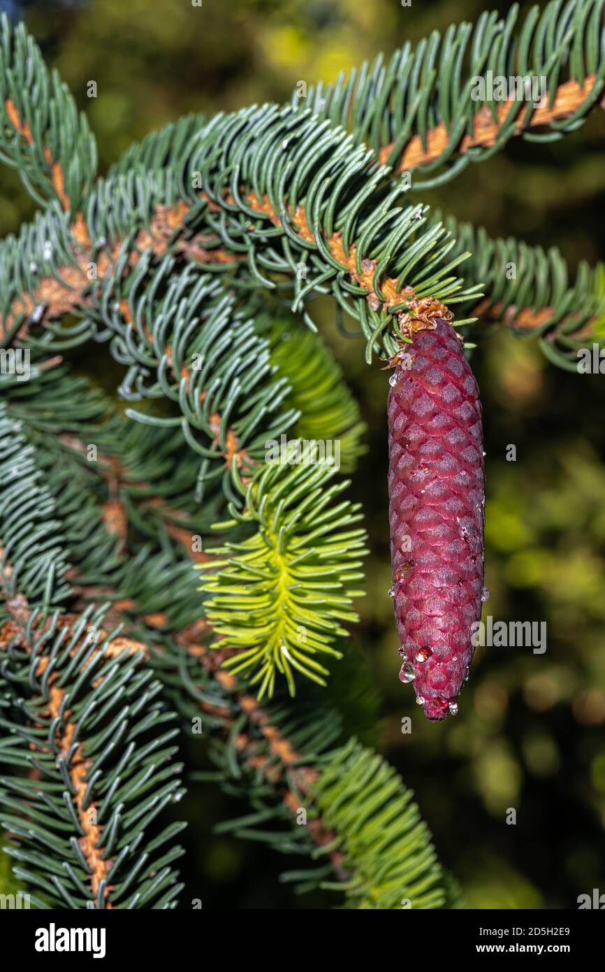 Developing Female Cone of Weeping Norway Spruce (Picea abies 'Pendula Monstrosa') Stock Photo