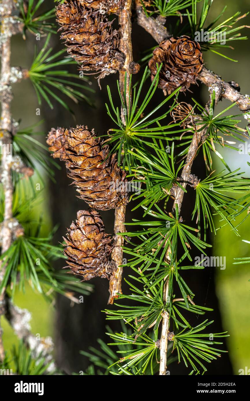 Female Cones of Western Larch (Larix occidentalis) Stock Photo