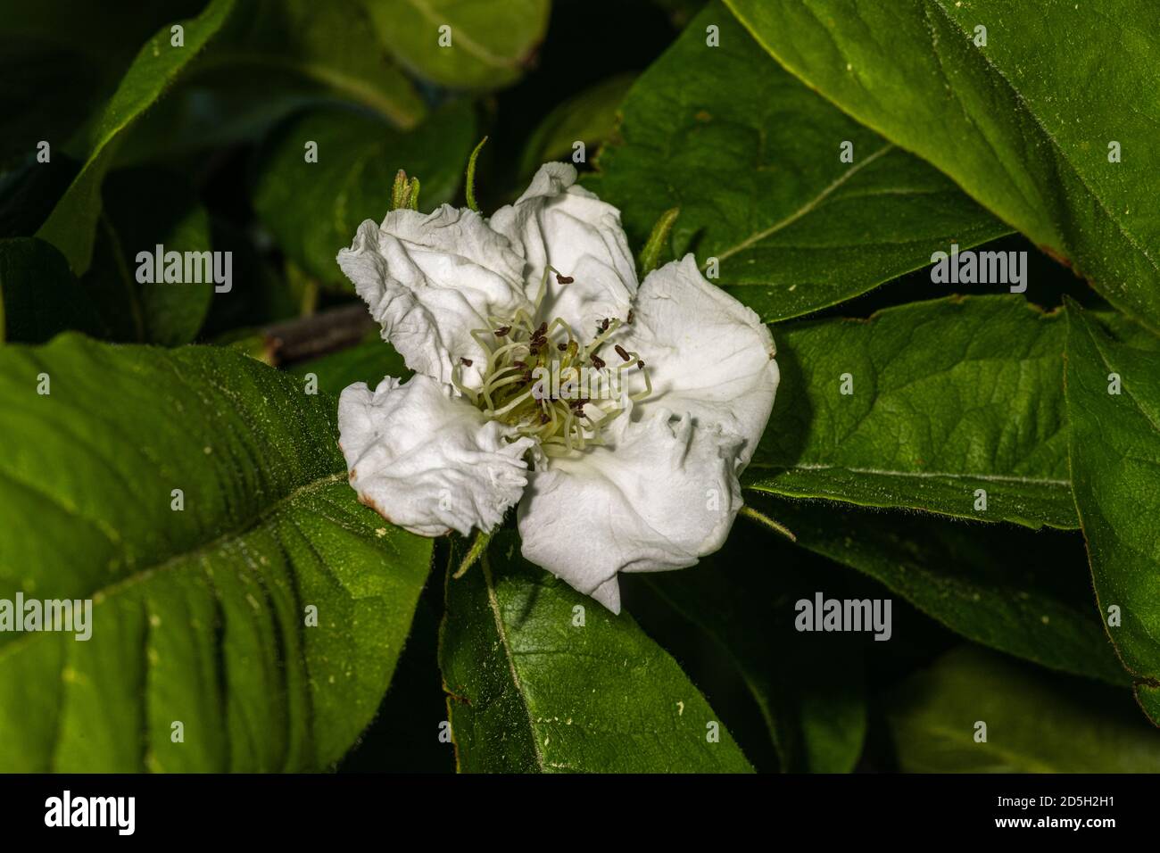 Flower of Common Medlar (Mespilus germanica 'Macrocarpa') Stock Photo