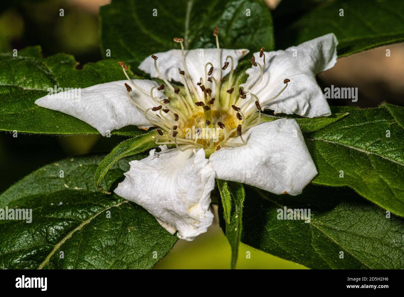 Flower of Common Medlar (Mespilus germanica 'Brenda Giant') Stock Photo