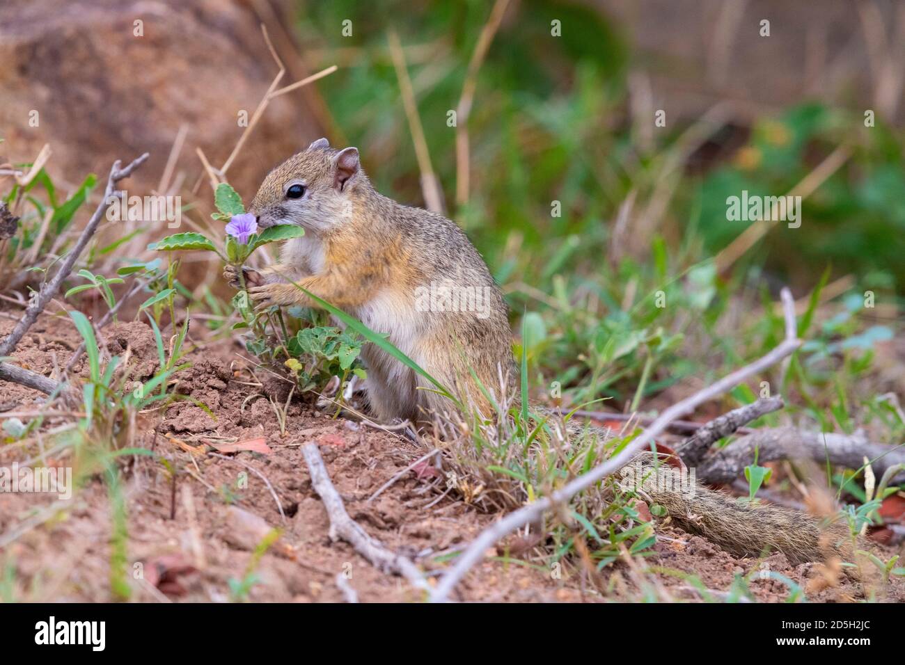Smith's Bush Squirrel (Paraxerus cepapi), side view of an adult feeding on a plant, Mpumalanga, South Africa Stock Photo