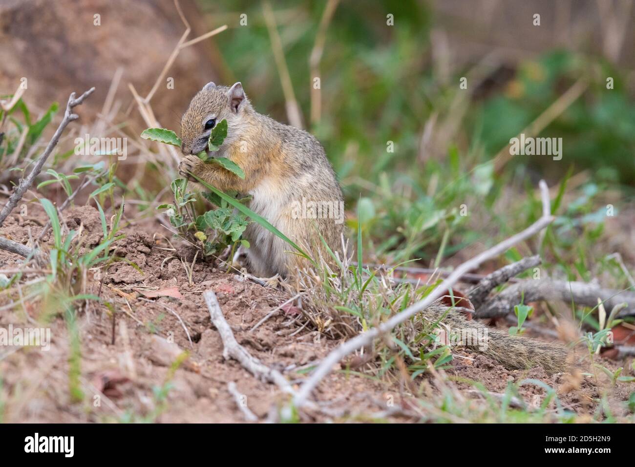 Smith's Bush Squirrel (Paraxerus cepapi), side view of an adult feeding on a plant, Mpumalanga, South Africa Stock Photo