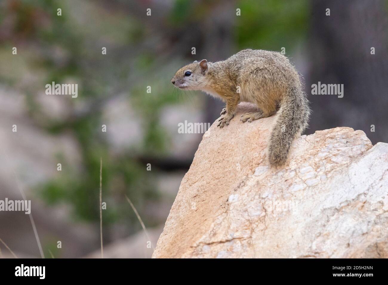 Smith's Bush Squirrel (Paraxerus cepapi), side view of an adult sitting on a rock, Mpumalanga, South Africa Stock Photo