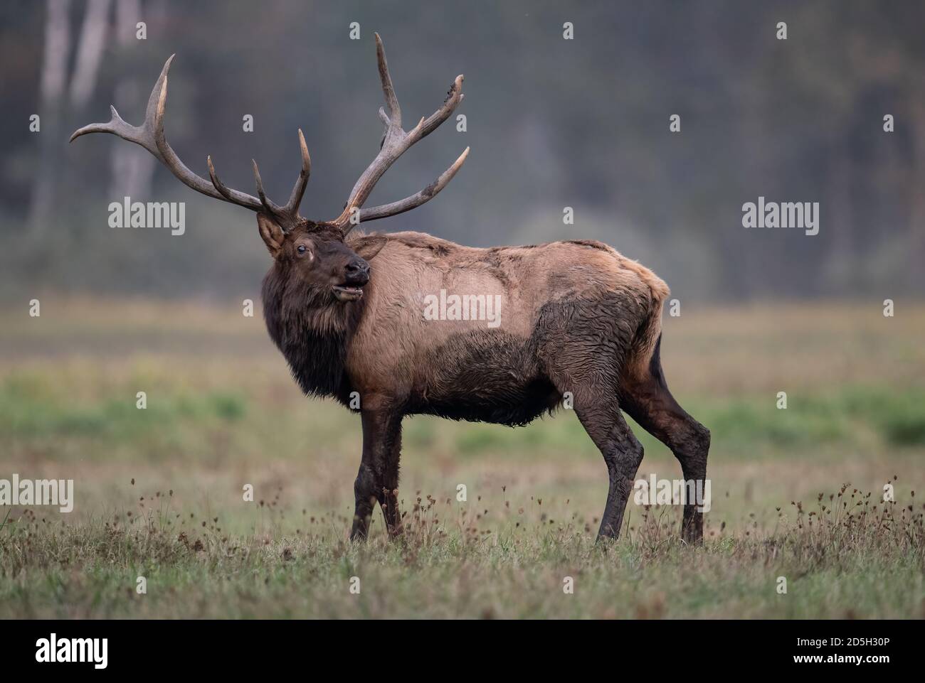 Bull elk during the rut in Autumn Stock Photo Alamy