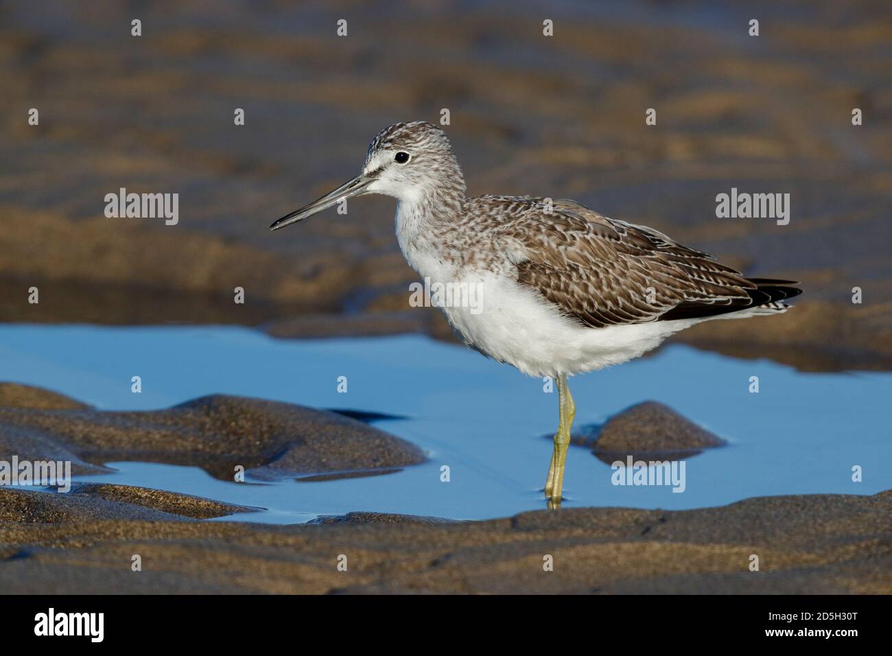 Greenshank (Tringa nebularia), side view of an adult standing on the shore, Campania, Italy Stock Photo