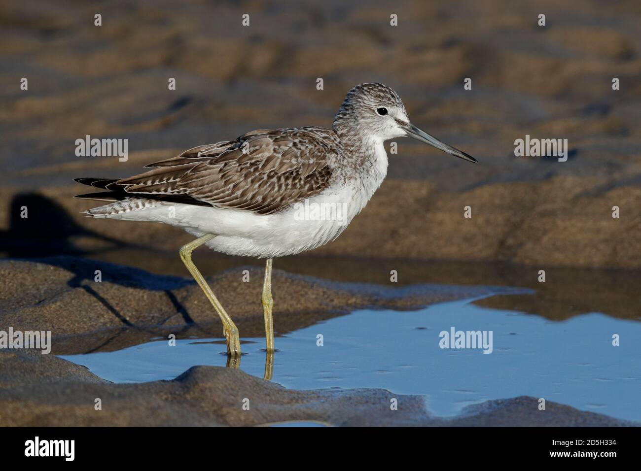 Greenshank (Tringa nebularia), side view of an adult standing on the shore with a caught eel stuck in its nostril, Campania, Italy Stock Photo