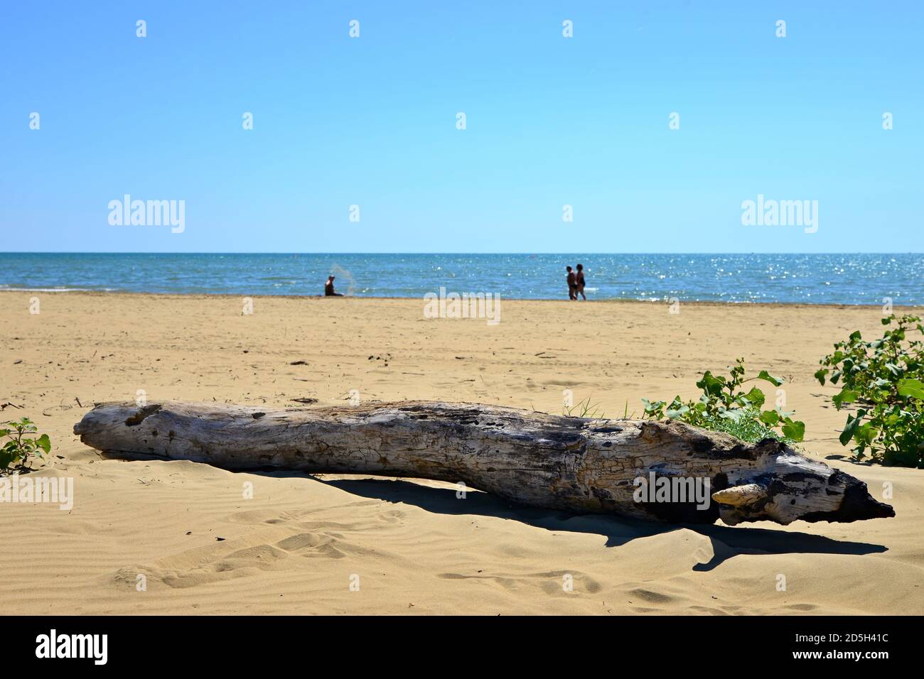 Romantic view of natural beach. Old wooden trunk on a golden beach. Driftwood on a romantic Italian beach. Romantic background with people on the beac Stock Photo