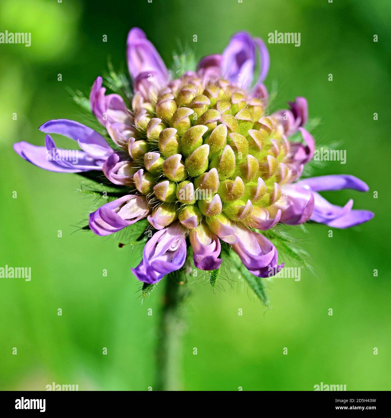 Purple-pink flowers. Shallow depth of field. (Pycnocomon rutifolium), Summer in Prague. Pincushion Flower. Stock Photo