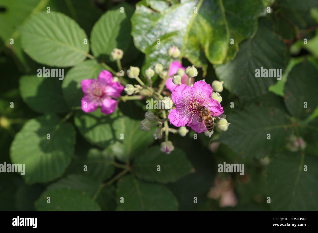 Honey bee collects hi-res stock photography and images - Alamy