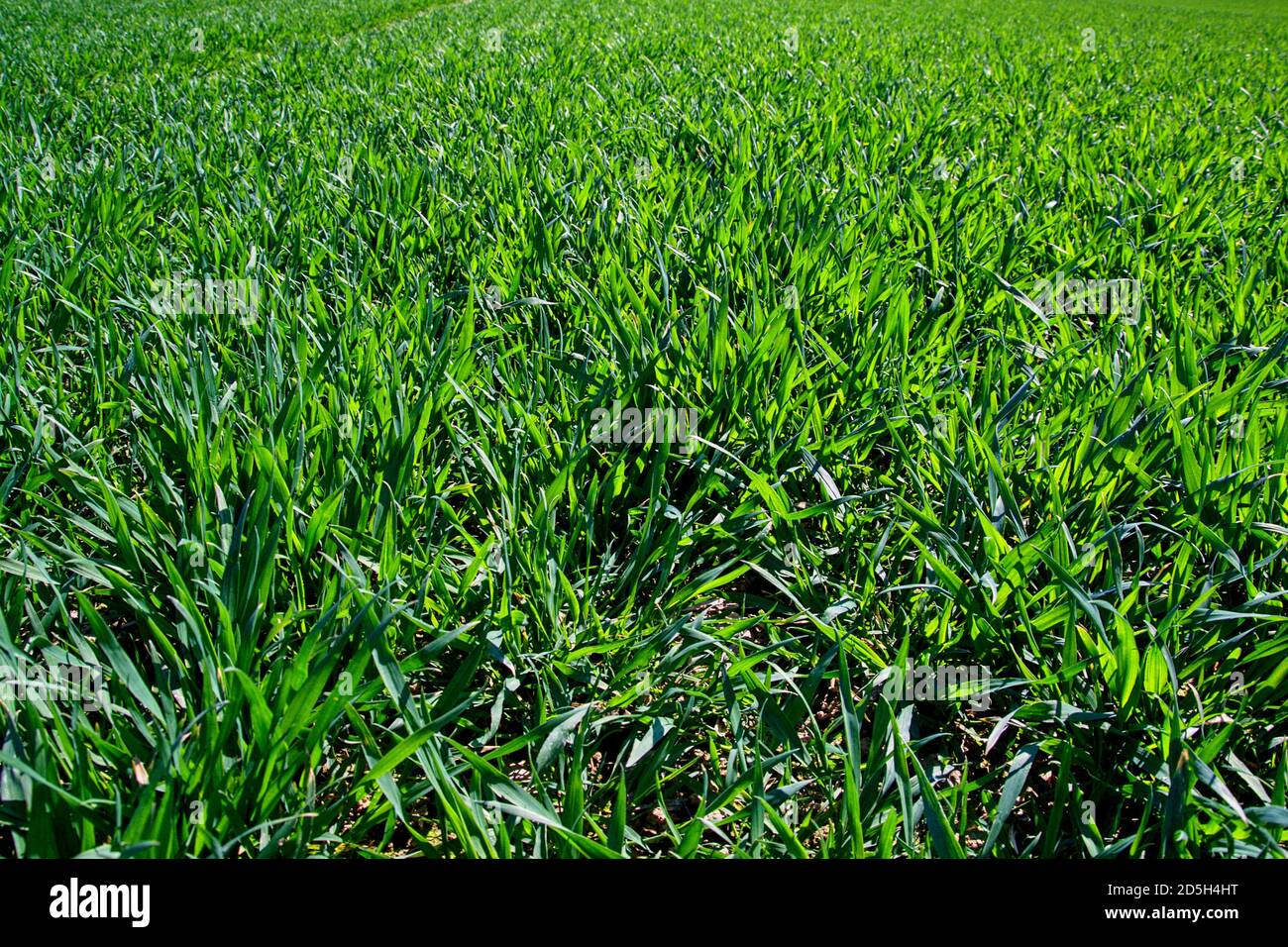 Fresh green field, green carpet, green horizon, green garden Stock Photo