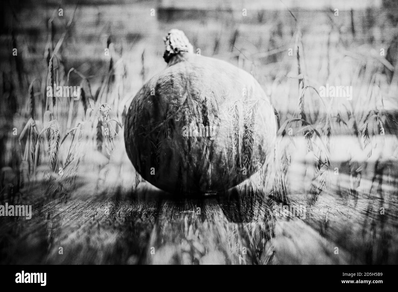 Hokaido pumpkin on wooden table for Thanksgiving Stock Photo