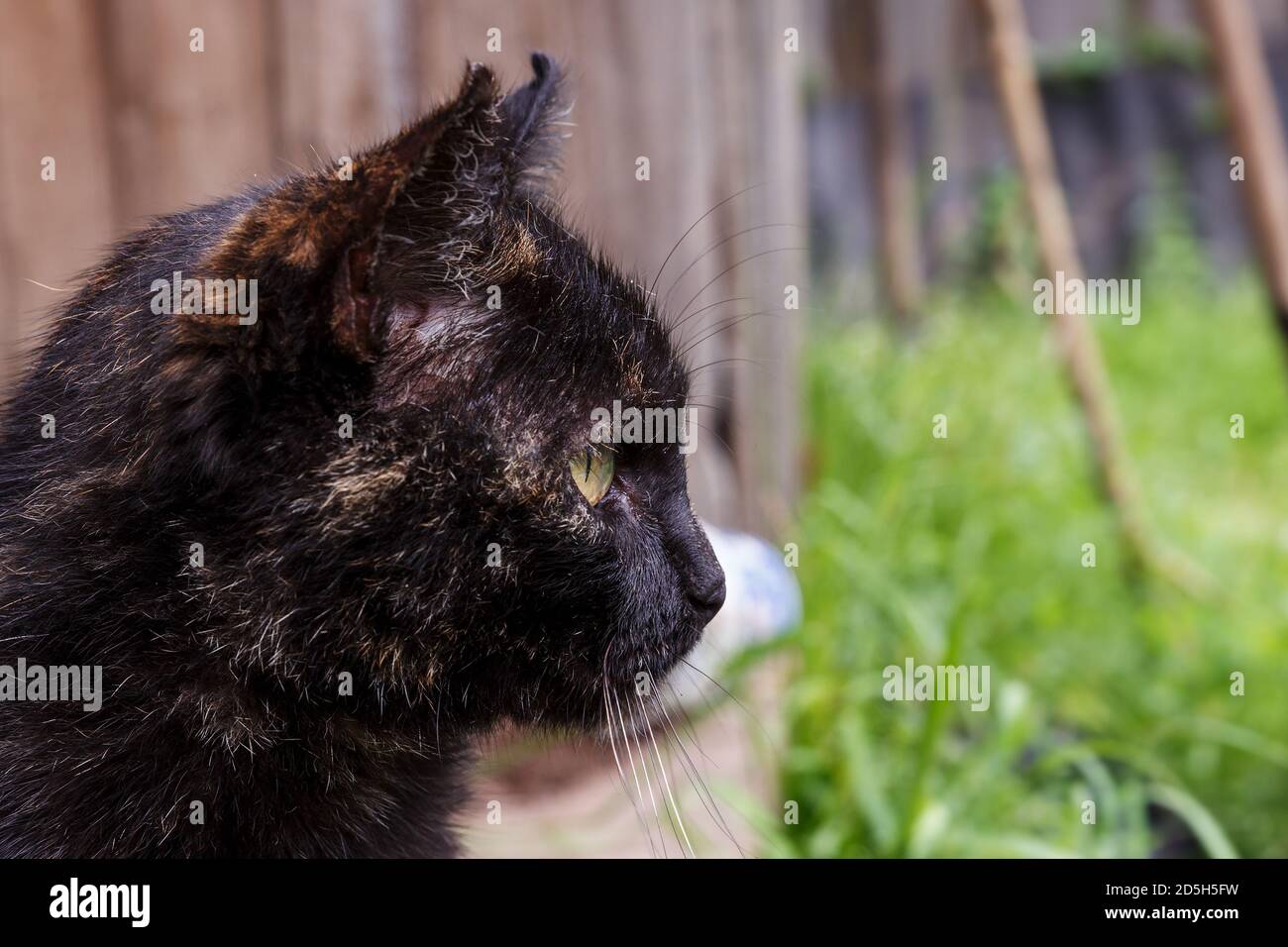 Beautiful black cat close up hi-res stock photography and images - Alamy