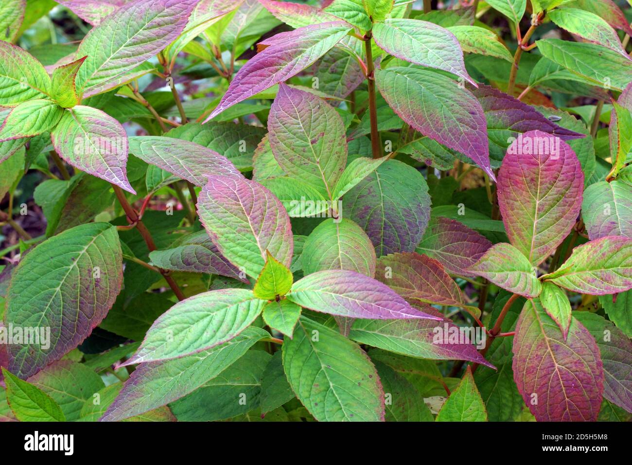 Beautifully colored autumn leaves of Hydrangea serrata Intermedia. А species of flowering plant in the family Hydrangeaceae Stock Photo
