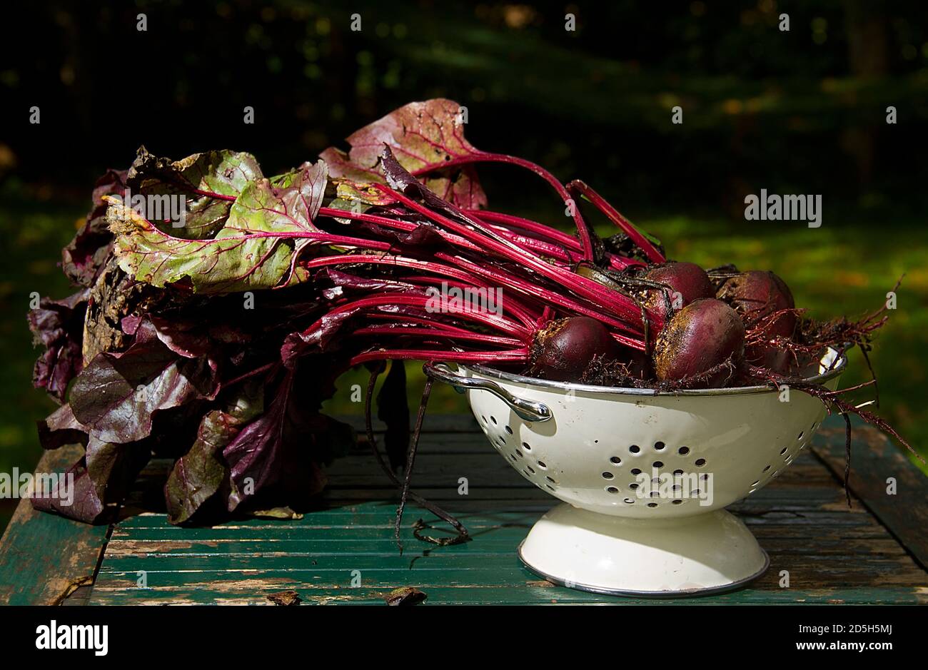 Beetroot, just harvested, fresh from the soil, in a white colander on a weathered wooden table Stock Photo
