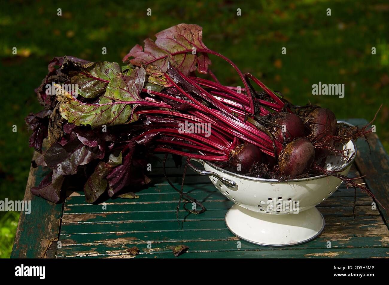 Beetroot, just harvested, fresh from the soil, in a white colander on a weathered wooden table Stock Photo