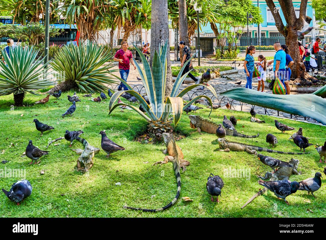 Guayaquil , Ecuador- March 7 , 2020 : people tourist visiting Seminario Park playing with  iguanas Stock Photo