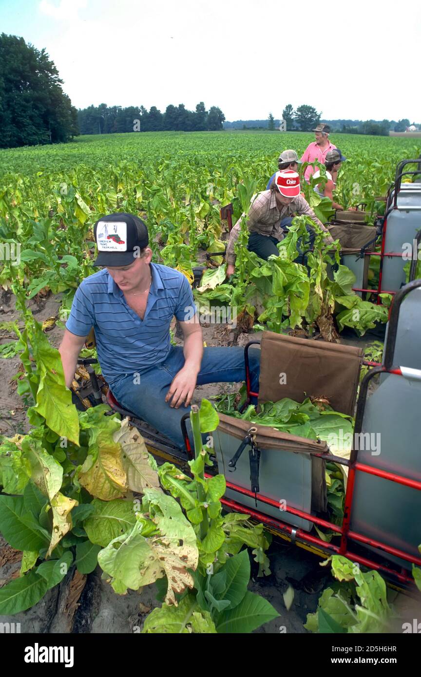 tobacco south carolina Tobacco farming south carolina hi-res stock photography and images
